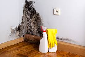 Best Basement Mold Removal  in Angleton, TX